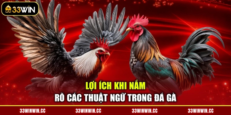 Lợi ích khi nắm rõ các thuật ngữ trong đá gà